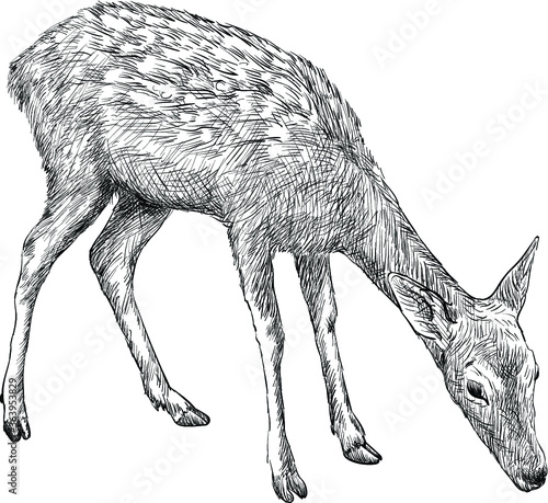 doe deer, hand drawn illustration