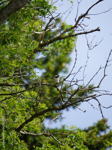 bird in tree