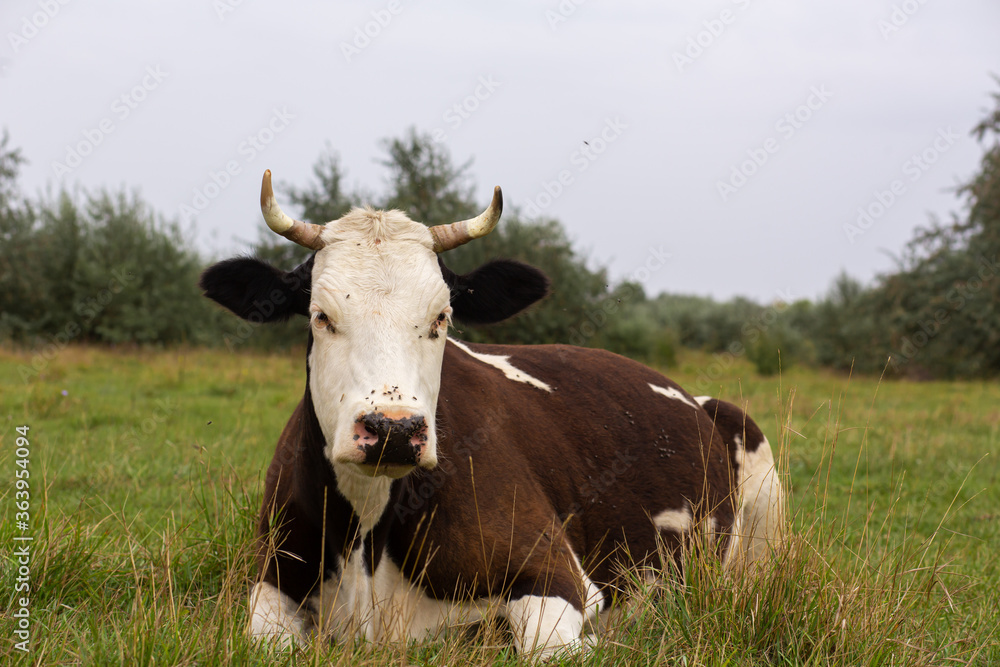 Rural cows graze on a green meadow. Rural life. Animals. agricultural country Rural cows graze on a green meadow. Rural life. Animals. agricultural country