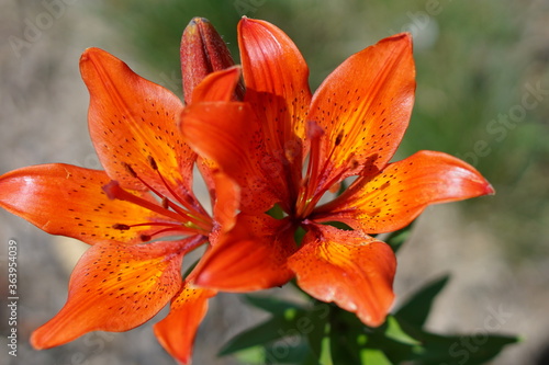 orange tiger lily