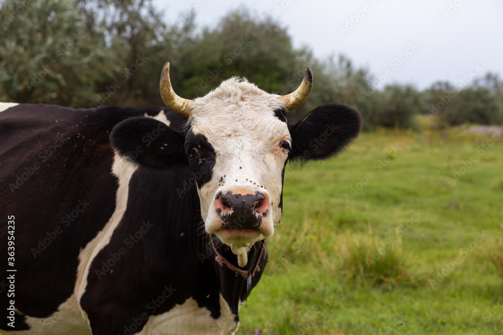 Rural cows graze on a green meadow. Rural life. Animals. agricultural country