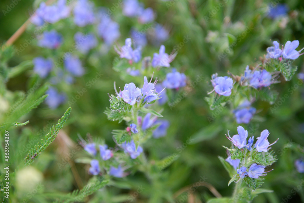 Fototapeta premium Echium plantagineum, commonly known as Purp