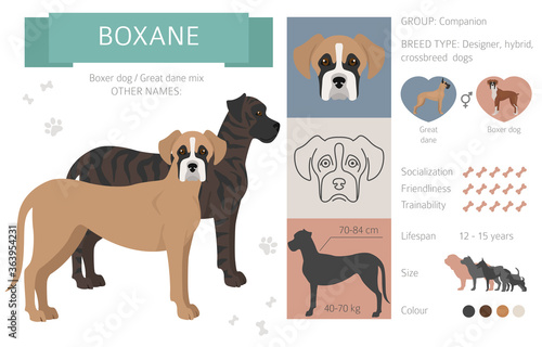Designer dogs, crossbreed, hybrid mix pooches collection isolated on white. Boxane flat style clipart infographic