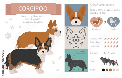 Designer dogs, crossbreed, hybrid mix pooches collection isolated on white. Corgipoo flat style clipart infographic