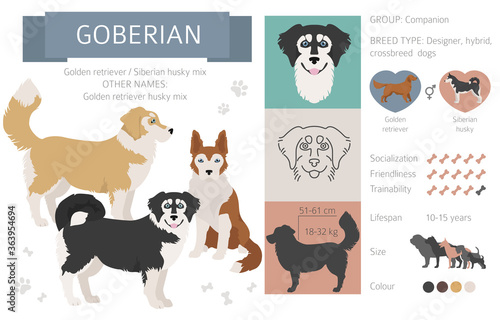 Designer dogs, crossbreed, hybrid mix pooches collection isolated on white. Goberian flat style clipart infographic