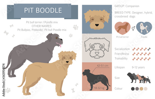 Designer dogs, crossbreed, hybrid mix pooches collection isolated on white. Pit boodle flat style clipart infographic