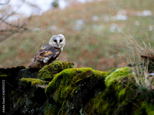 Moody winter photo, an owl on an old wall overgrown with moss. Barn Owl, Tyto alba