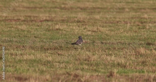 envol d'un busard cendré (circus pygargus) d'une prairie fauchée photo