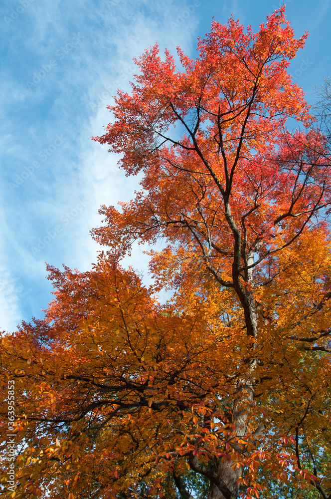 Fototapeta premium Bold orange and red colored tree in Autumn with a blue sky.