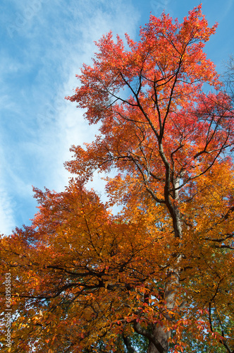 Bold orange and red colored tree in Autumn with a blue sky.