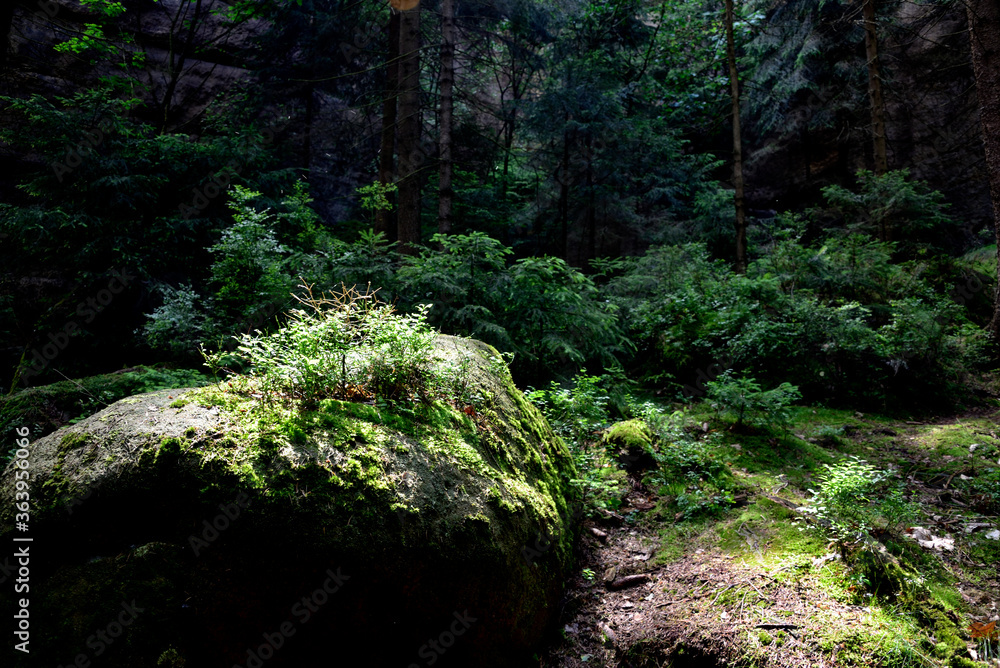 Obraz premium Sächsische Schweiz im Elbsandsteingebirge, Schrammsteine