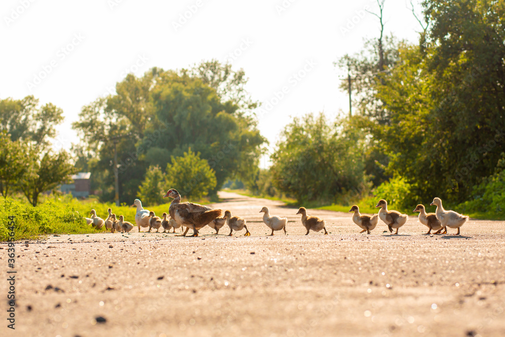 Obraz premium A duck leads its ducklings across the road. Mother duck with little ducklings.