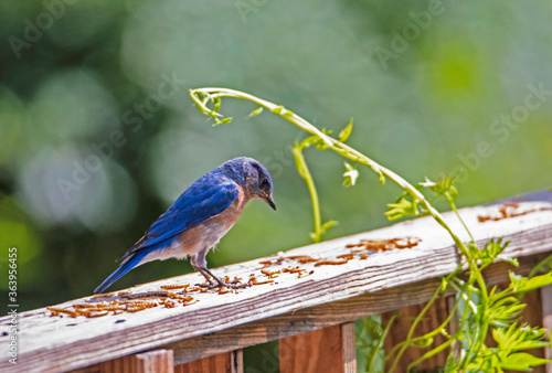 A single male Bluebird feeds on mealworms with a light green background. 