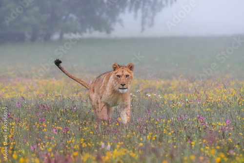 Close-up portrait of a lioness running  in a foggy morning through a savanna full of colorful flowers directly to the camera. Impressionistic scene of the top predator in a nature Lion, Panthera leo.