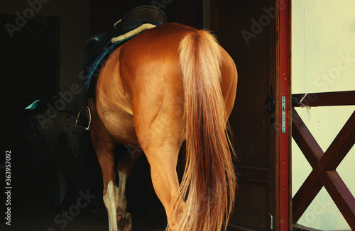 A horse's ass.The horse stands with its back to the camera.