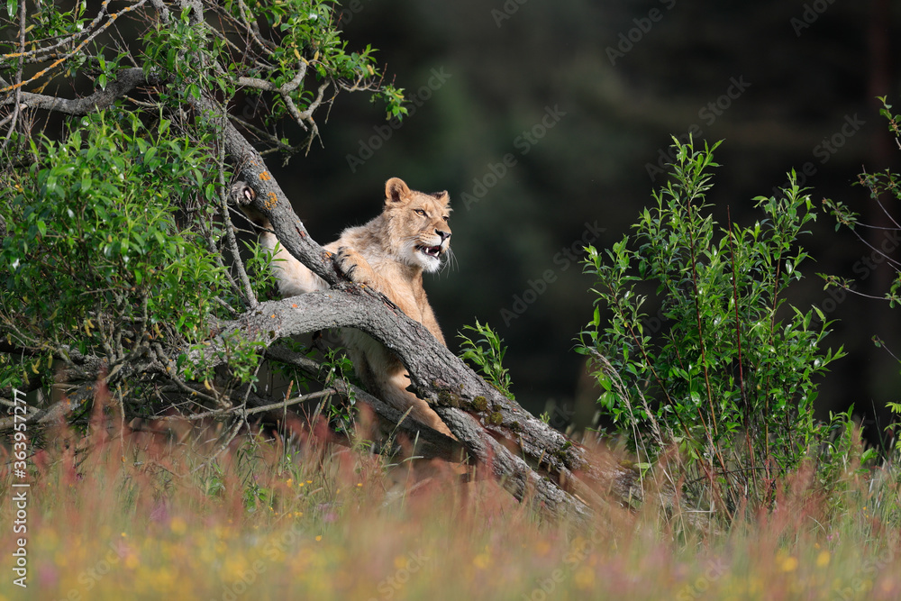 Close-up portrait of a lioness on a sunny savannah. Top predator in a natural environment. Lion, Panthera leo. Close-up portrait of a lioness on a sunny savannah. Top predator in a natural environment. Lion, Panthera leo.