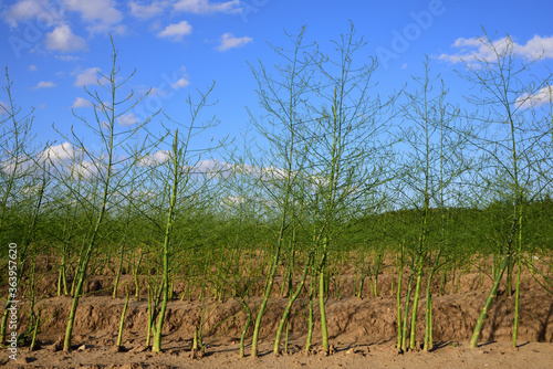 Green asparagus sprouts from the earth in the field after the harvest season