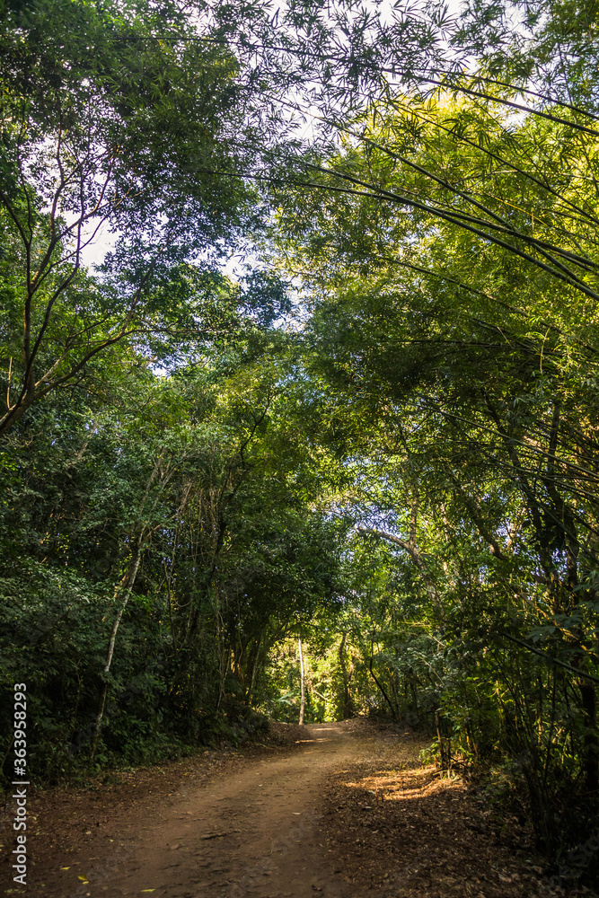 Dirt road in the brazilian forest