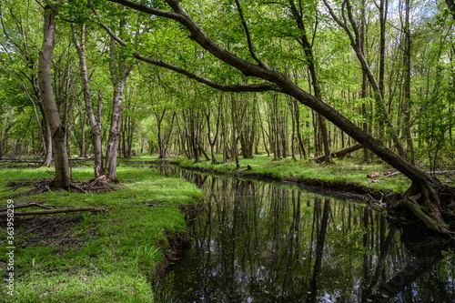 Slow Moving Brook