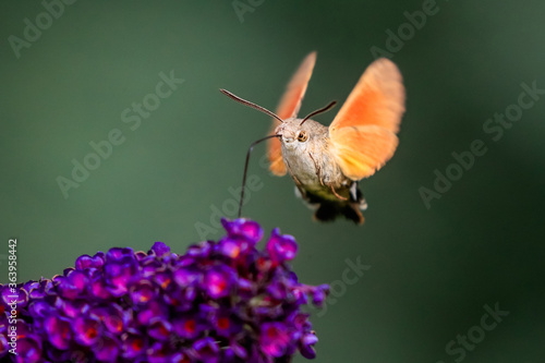 Summer poetic photo. Hummingbird hawk-moth floats around flowering summer lilac (butterfly bush) and sucks a nectar. Macroglossum stellatarum, Buddleia davidii.