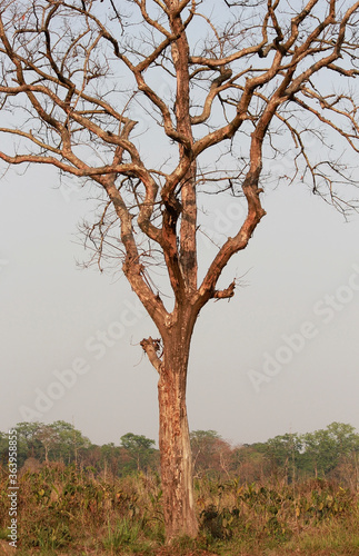 A Naked Tree Standing Alone In The Midst Of A Green Field