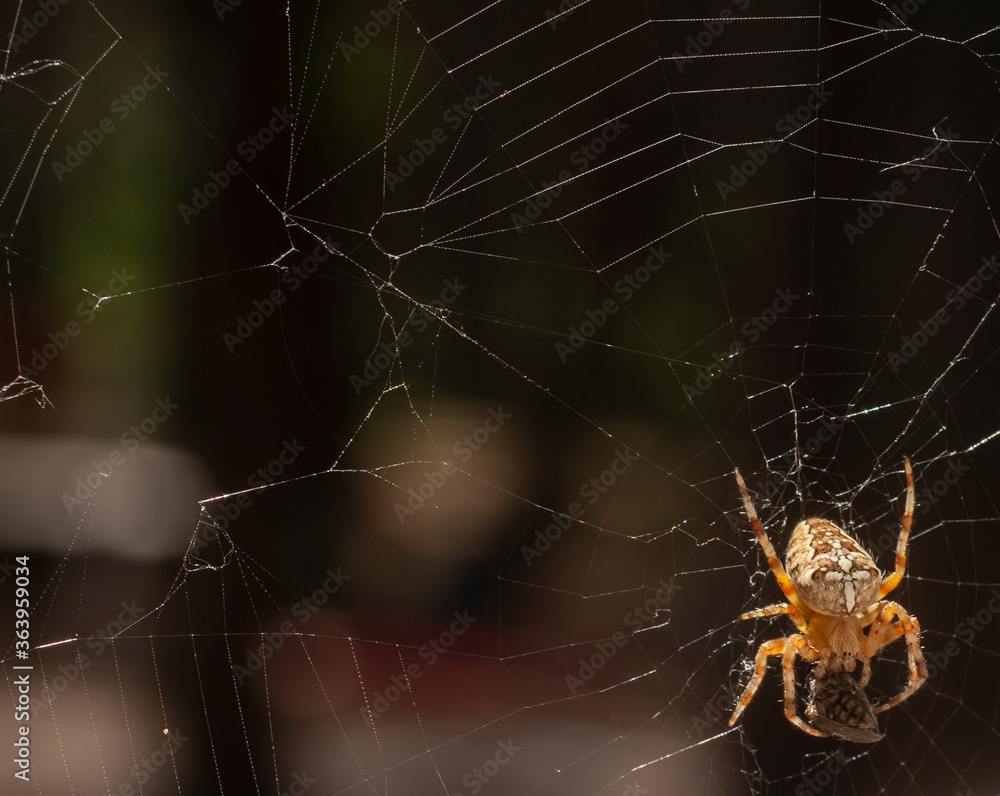 Araneus diadematus is commonly called the European garden or diadem spider, orangie, cross spider, crowned orb weaver or Web. Araneus diadematus is commonly called the European garden or diadem spider, orangie, cross spider, crowned orb weaver or Web.