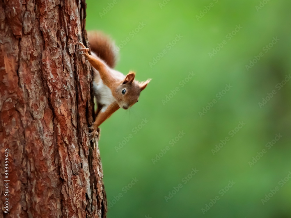 Close-up portrait of red squirrel in natural environment. Eurasian red squirrel, Sciurus vulgaris.