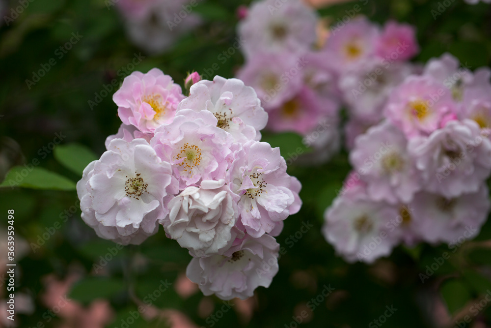 bunch of white and light pink roses blossoming in summer bunch of white and light pink roses blossoming in summer