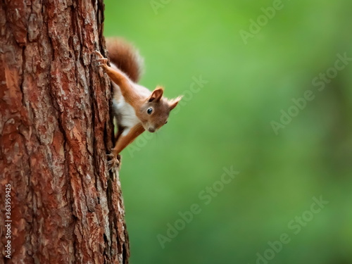 Close-up portrait of red squirrel in natural environment. Eurasian red squirrel, Sciurus vulgaris.