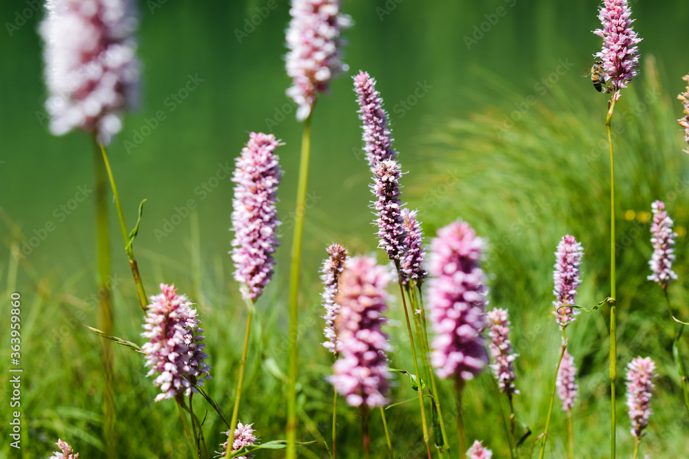 Obraz premium Mossi dal vento