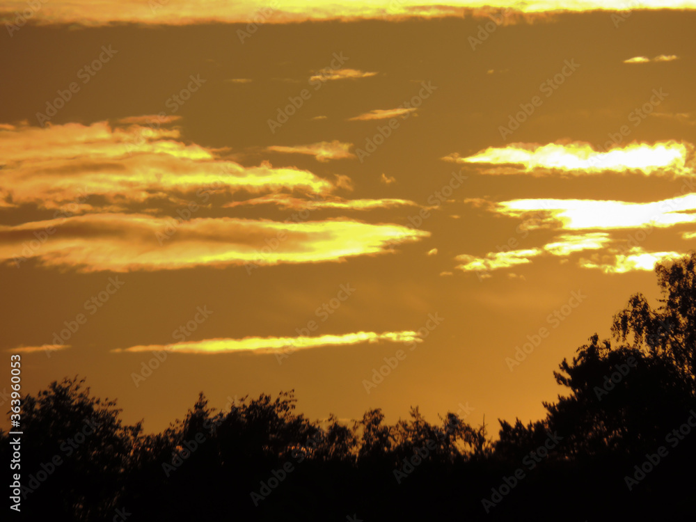 Fototapeta premium sunset over the forest.ragged clouds.