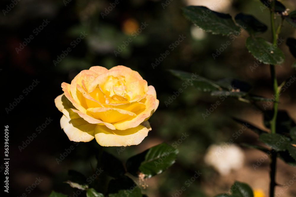 light yellow coloured rose close up under macro lense light yellow coloured rose close up under macro lense