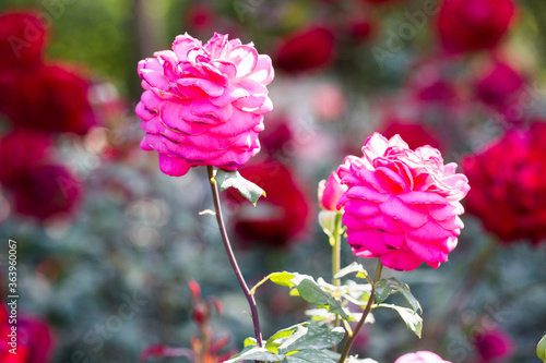 two pink roses in full bloom