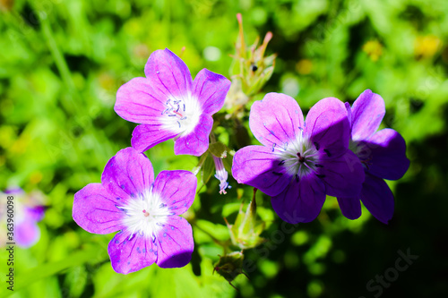 fiori selvatici di montagna