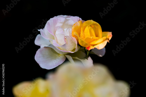 Group of roses in colours of yellow or pink/white close up under macro lense