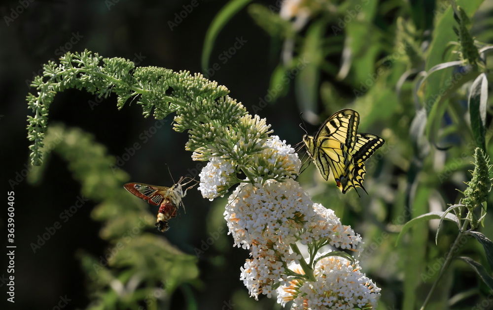 The Old World swallowtail, also known as the common yellow swallowtail and the broad-bordered bee hawk-moth together on flowering summer lilac (butterfly bush). Papilio machaon, Hemaris fuciformis. The Old World swallowtail, also known as the common yellow swallowtail and the broad-bordered bee hawk-moth together on flowering summer lilac (butterfly bush). Papilio machaon, Hemaris fuciformis.