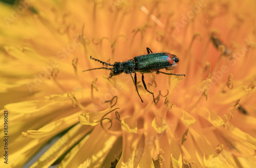 Green bug in yellow dandelion pollen photo