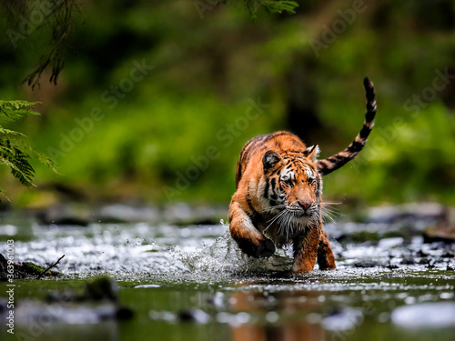 The largest cat in the world, Siberian tiger, hunts in a creek amid a green forest. Top predator in a natural environment. Panthera Tigris Altaica.