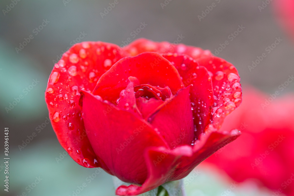 red and pink rose with morning dew close up under macro lense