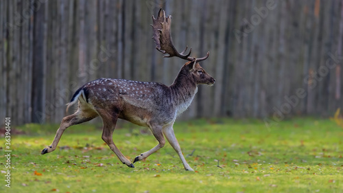 Close-up photo of majestic deer during the rut. Fallow deer, Dama dama. Czech Republic.