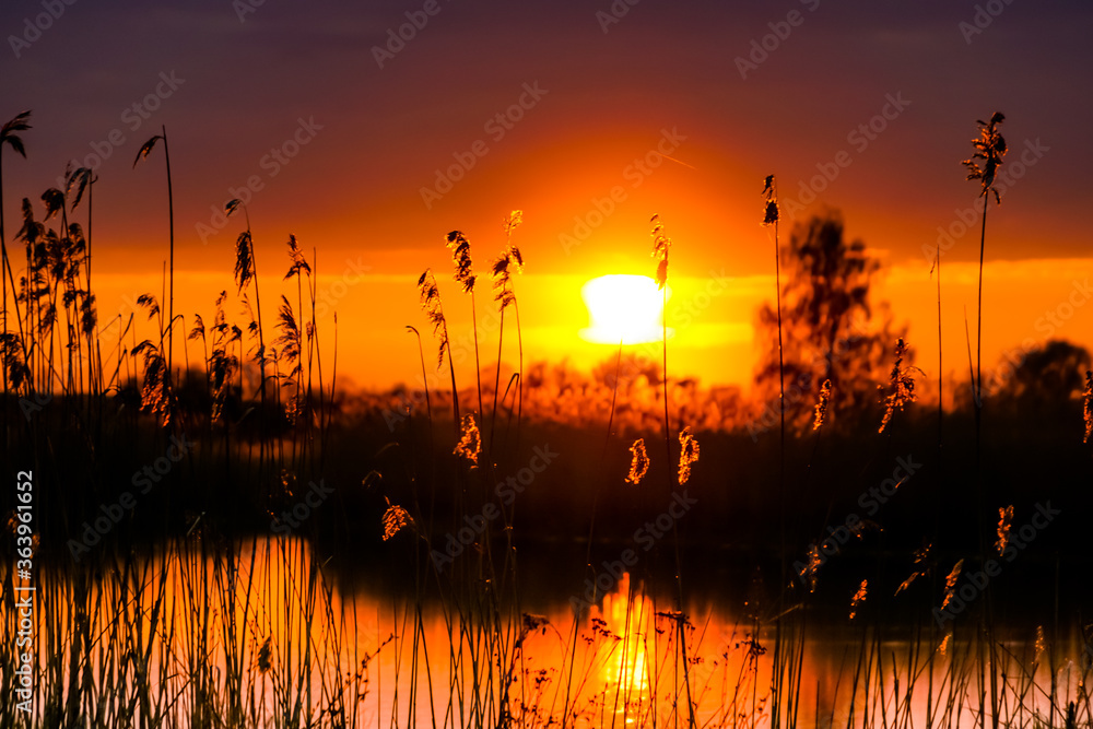 Obraz premium Very beautiful landscape on the lake. in the foreground are reeds and grass, in the background is a scarlet sunset.