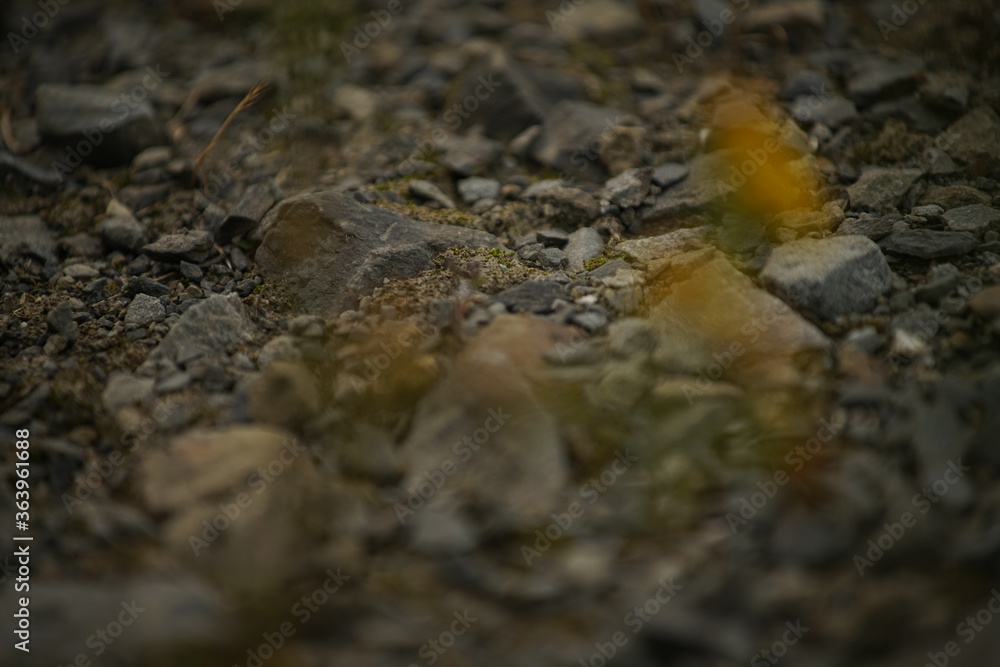 Steiniger Untergrund mit Asche und gelben Blüten in Unschärfe Steiniger Untergrund mit Asche und gelben Blüten in Unschärfe