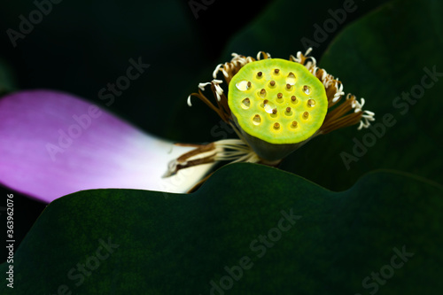 Lotus petal with leaves and heart photo