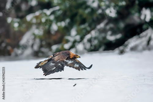 Close-up portrait of Golden Eagle flying in natural environtment, winter time, Aquila chrysaetos.
