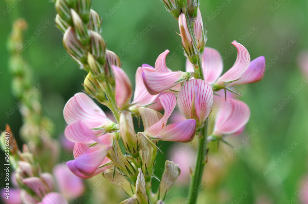Fototapeta premium In the meadow among the herbs blooms sainfoin (onobrychis).