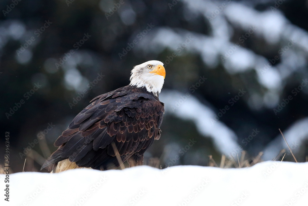 A great strong bird of prey with white head in the winter time, snowy forest in the background. Bald Eagle, symbol of the USA, Haliaeetus leucocephalus. A great strong bird of prey with white head in the winter time, snowy forest in the background. Bald Eagle, symbol of the USA, Haliaeetus leucocephalus.