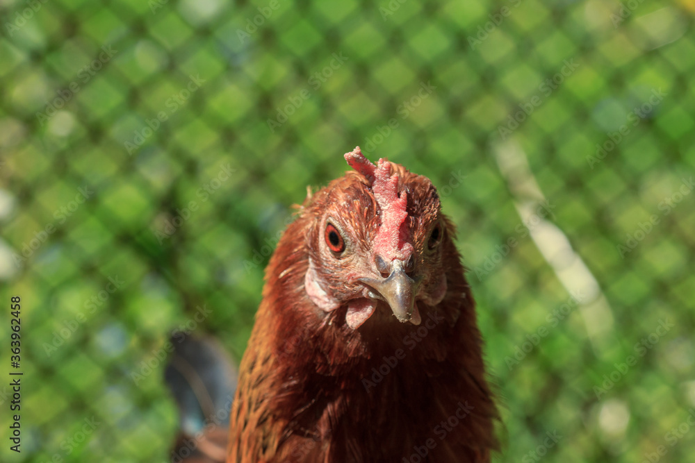 Fototapeta premium Farm brown chicken head portrait picture