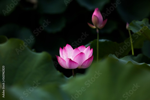 pink and white lotus flower in half bloom