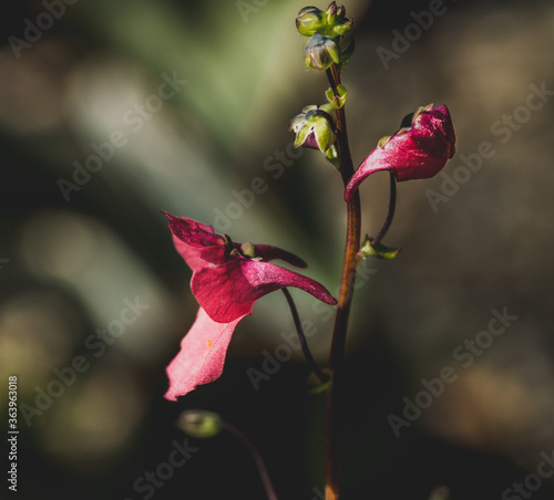 Diaskia,  Diascia barberae photo