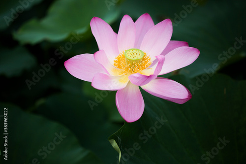 Mostly white lotus flower with a bit of pink on the tip close up with leaves